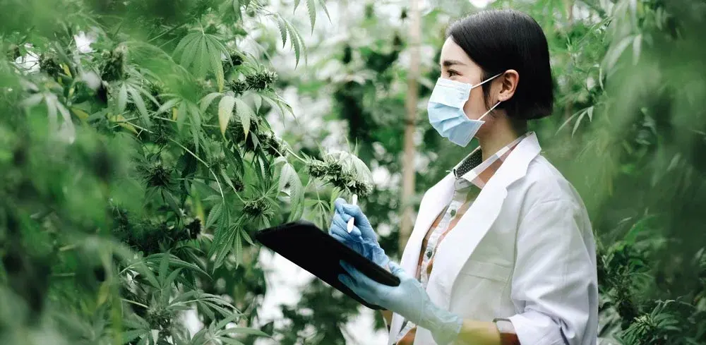 nova-blog-cannabis-greenrealm-03
