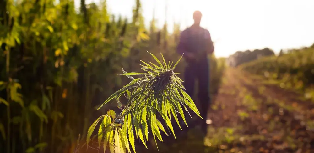 nova-blog-cannabis-greenrealm-04
