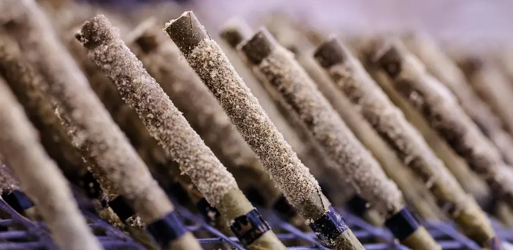 nova-blog-cannabis-infused-prerolls-1