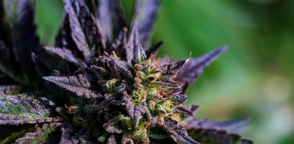 nova-blog-cannabis-strain-cbdvthc