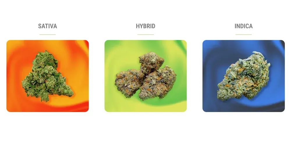 nova-blog-cannabis-strains