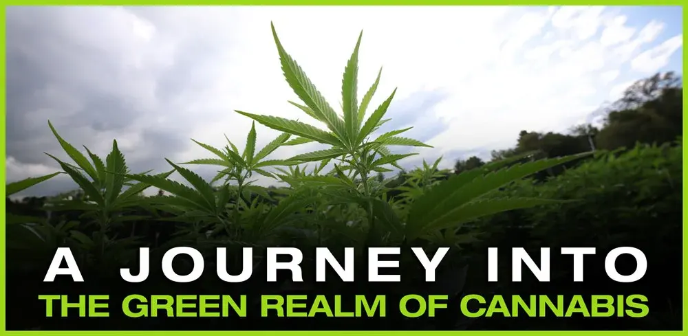 NOVA-blog-thumbnail-cannabis-GREENREALM