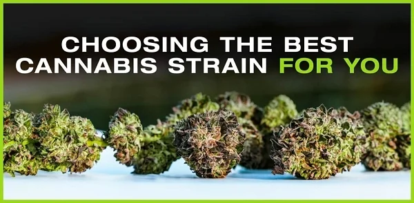 Choosing the best cannabis strain