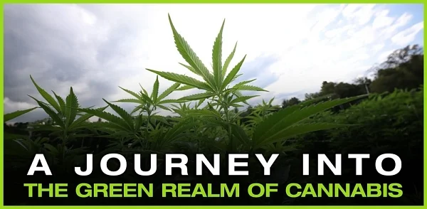 A journey into the green realm of cannabis