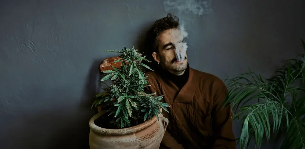 nova-blog-cannabis-opioids-2
