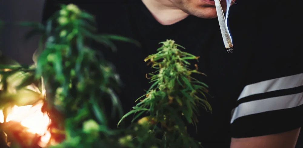 nova-blog-cannabis-opioids-3