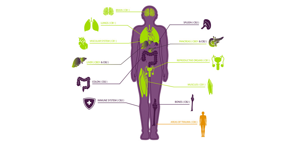 nova-blog-diagram-cannabis-endocannabinoid