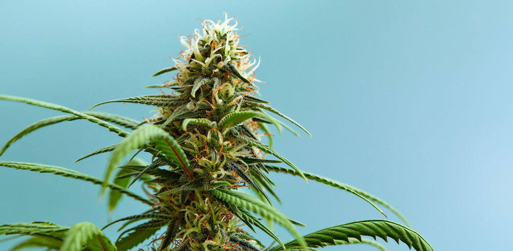 nova-blog-thumbnail-cannabis-myths-5