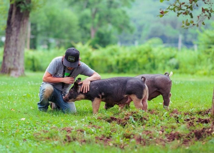 petting-pigs